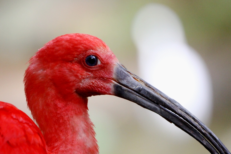 ibis